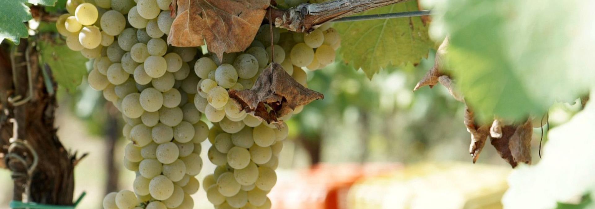 Weinerfahrung in der Toskana: Das Landgut Falzari öffnet wieder für Verkostungen von biodynamischen Weinen.